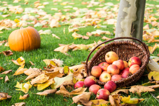 a basket of apples and pumpkins on grass