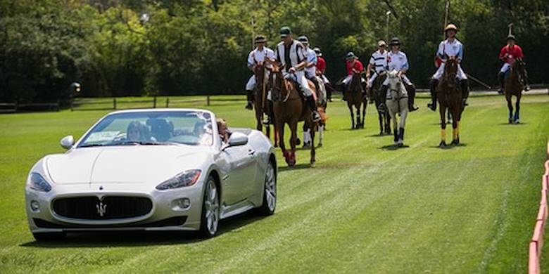 polo horses